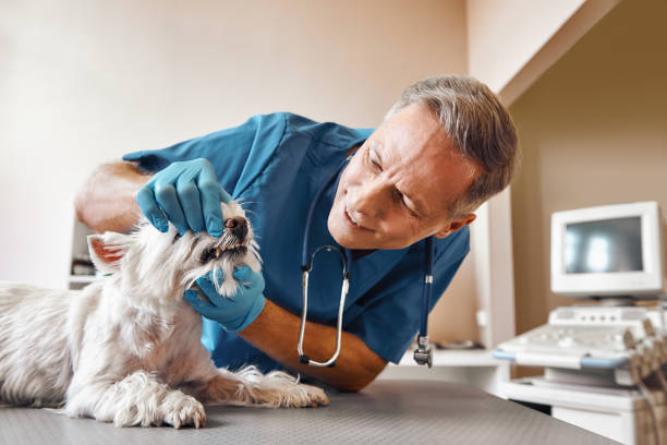 Best Emergency Denture Repair in Pottsville, AR